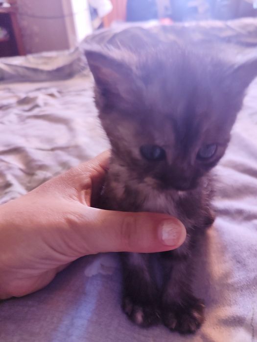 Отдаю даром девочку