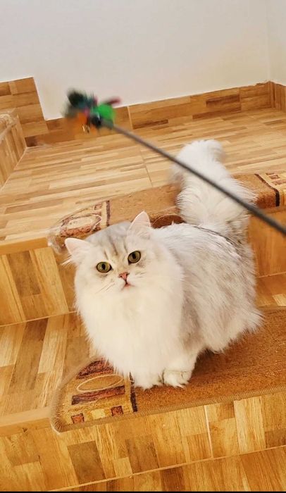 British longhair fetita pedigree din ambii parinti Campioni Mondiali