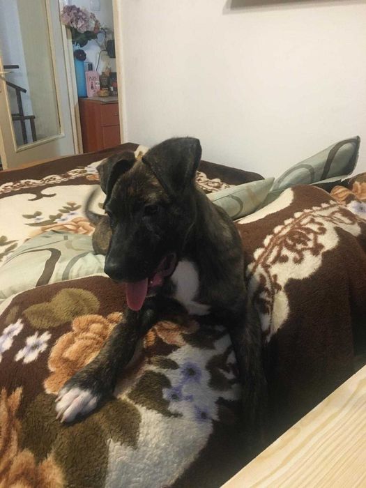 Catel 5 luni - spre adoptie