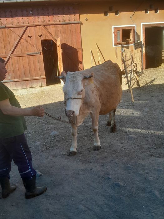 De vânzare  vaca  băltata  gestantă ân luna a 9