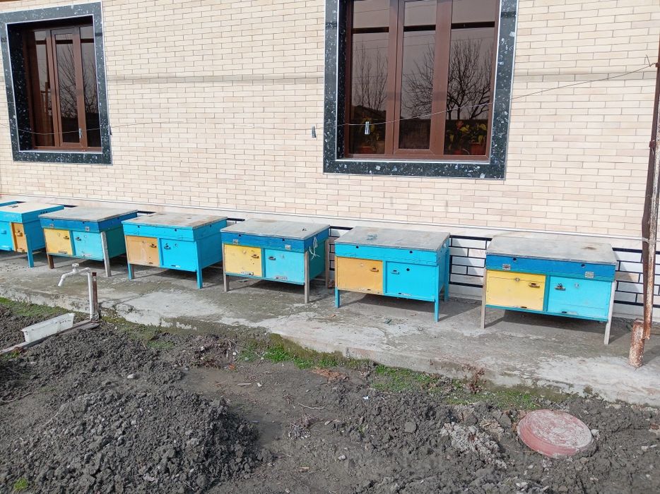 Асалари сотилади