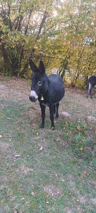De vânzare 2 măgărite gedtante 1 măgar si o mânză din primavară
