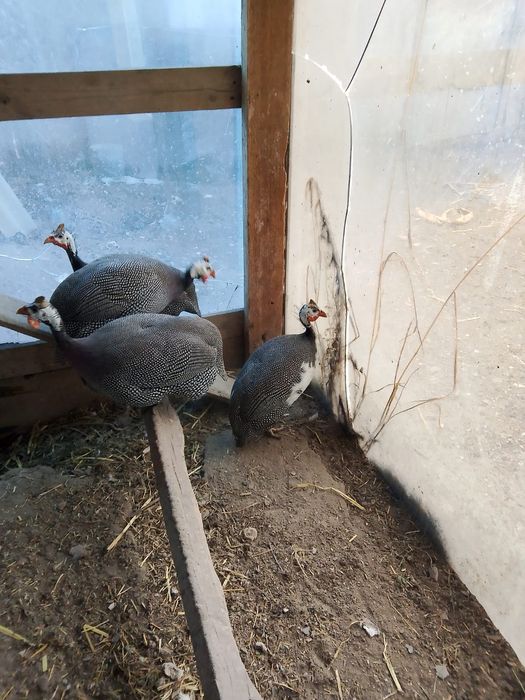 Үй құстары сатылады