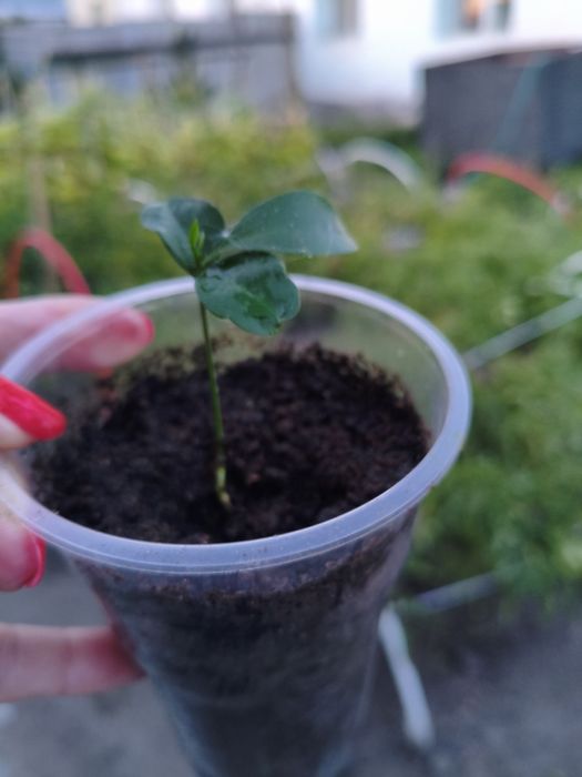 Комнатные цветы лимонка и денежные