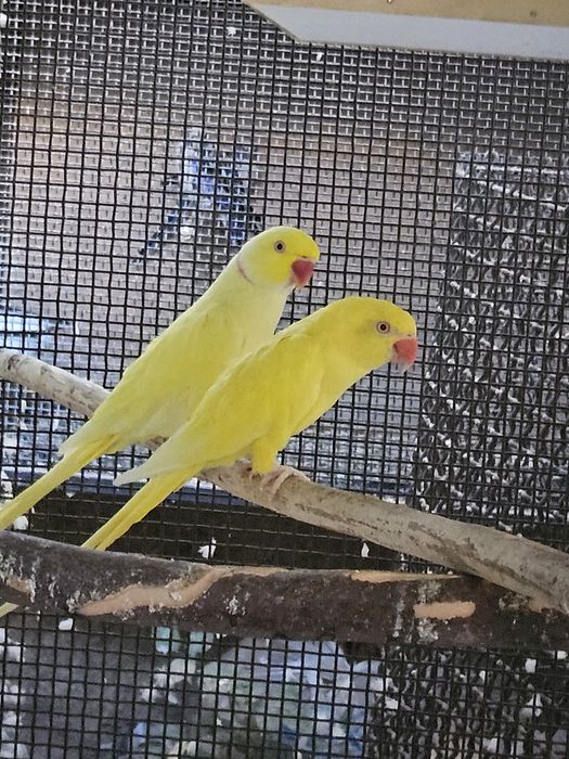 Продаются ожереловые попугаи