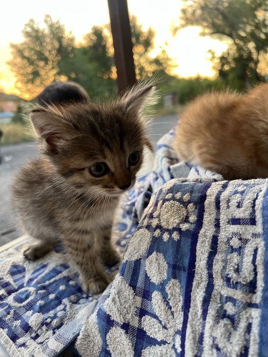 Отдам котят бесплатно