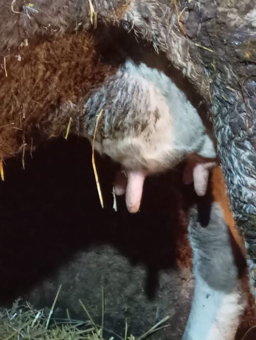 Vind vaca la alegere din 2