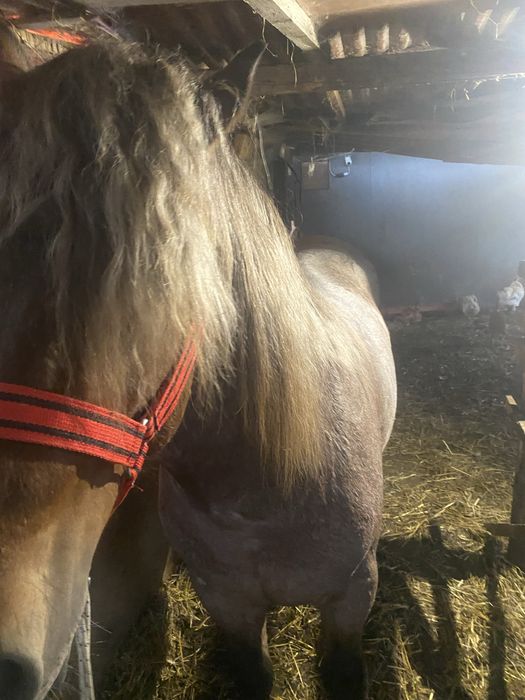 Vand manz de 2 ani fac schimb cu oi