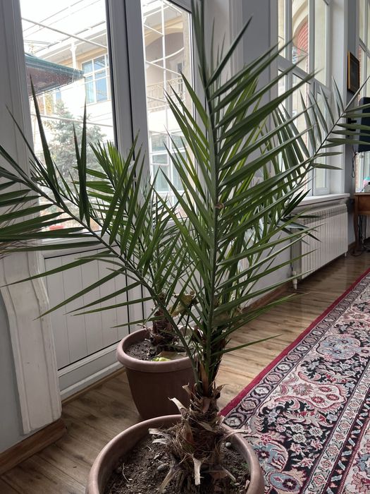 Хурмо кучат. Саженцы фиников. Сорт сагай.