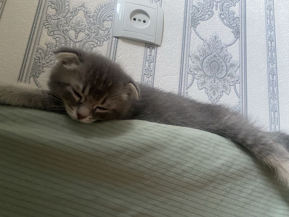 Кот виславуха 2 месеца
