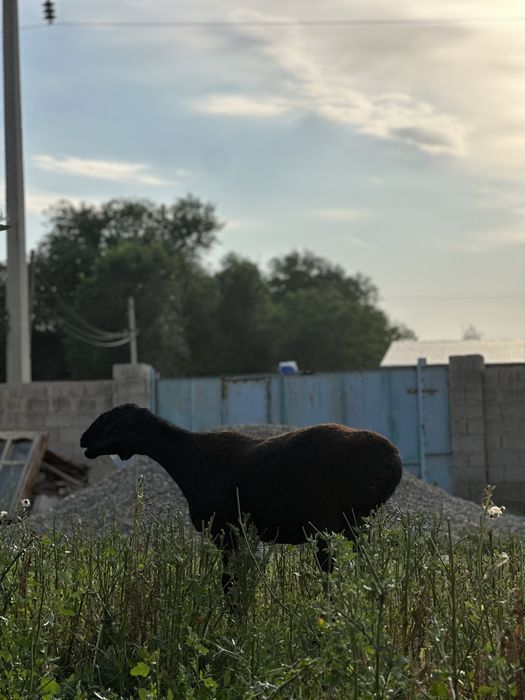 Гиссар 4 бас