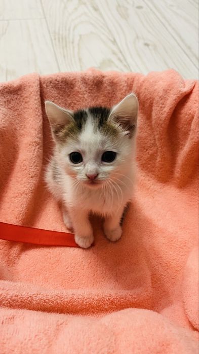 кошки,котенок симпатичная