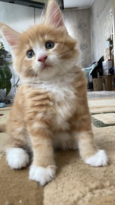 Продам котят Мэйн Кунов