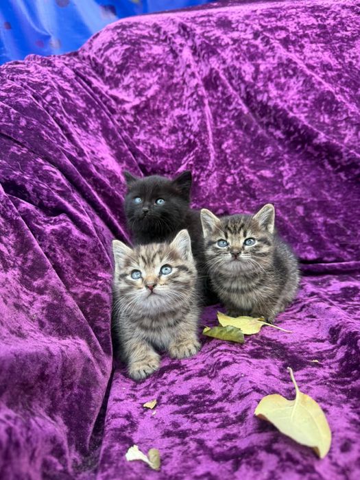 Котята в добрые руки
