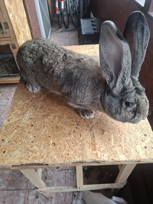 Vand mascu urias german l 11 luni