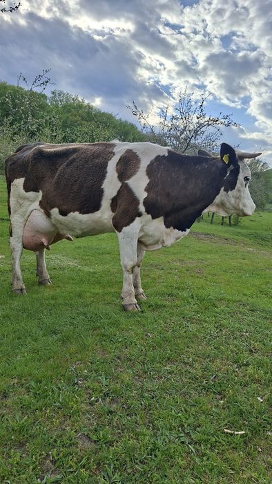 Vaca cu vitel  Vand / Schimb