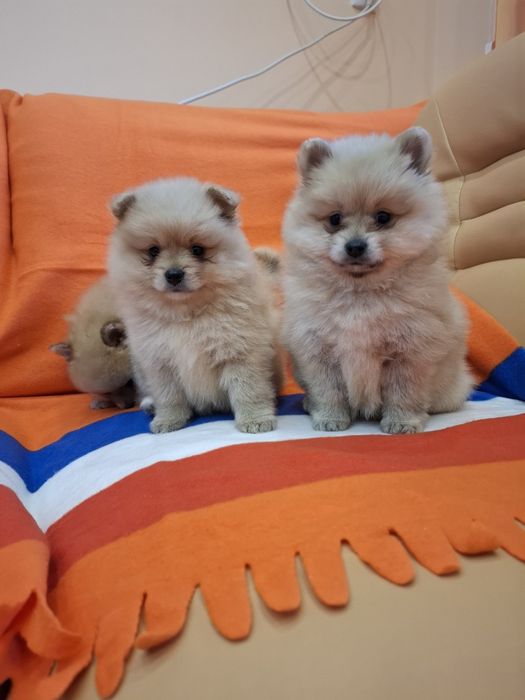 Померан померанчета Гр. София