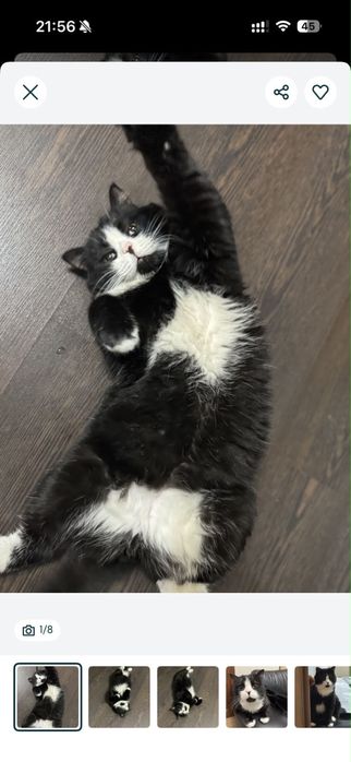 Отдадим кота в хорошие руки