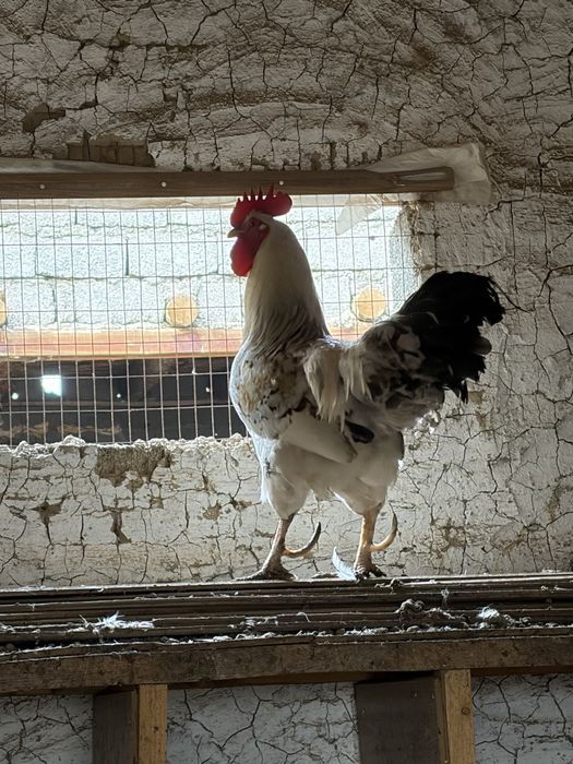 2 Қораз сатылады