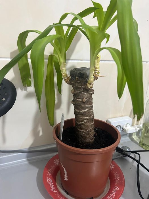 Комнатные растения, цветы