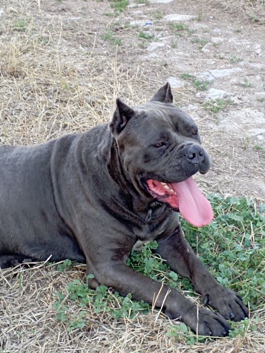 Малки Кане Корсо