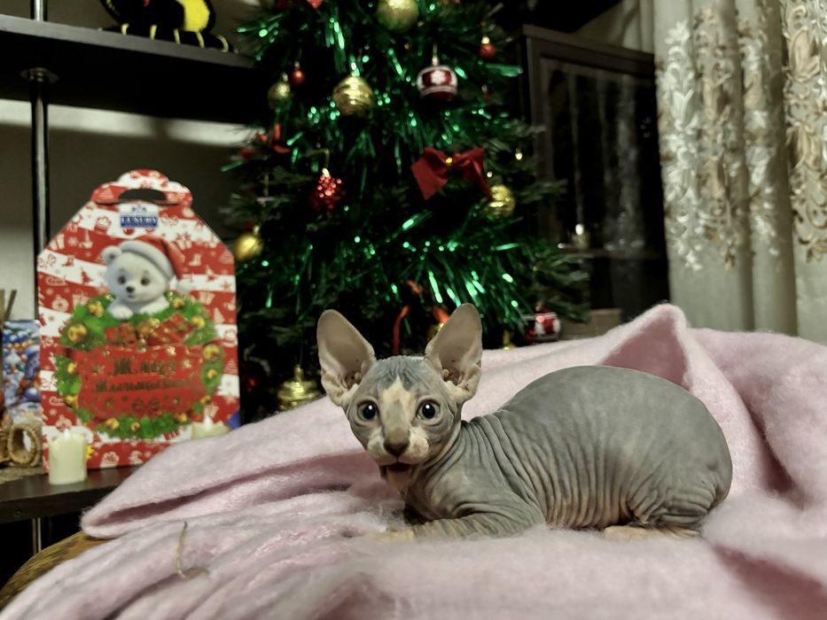 Продам котят канадского сфинкса