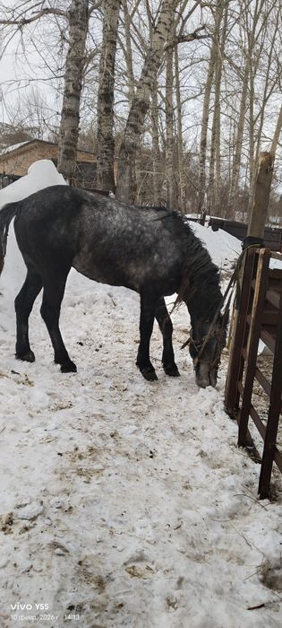 Продам Жеребца иноходец
