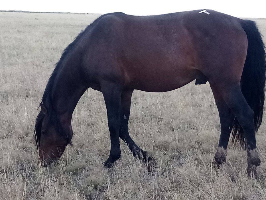 Продам жеребца 5.5 лет