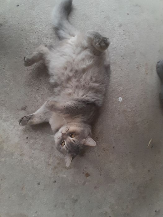 Продаётся две коты