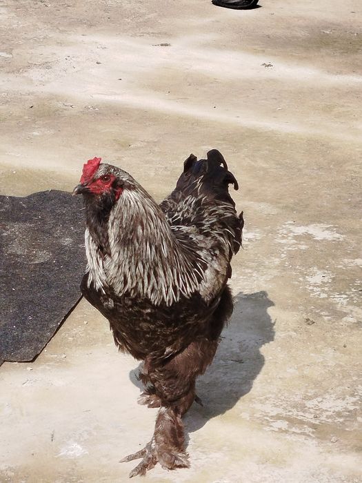 Брама петух продаётся