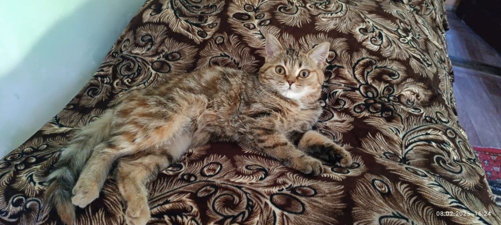 Котёнок британский длинношерстный