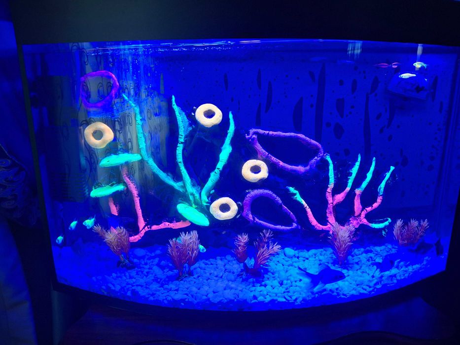 Аквариум с рыбами