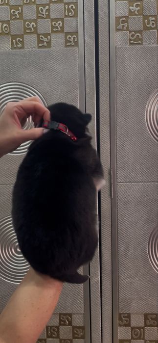 Голубоглазый кавалер хаски