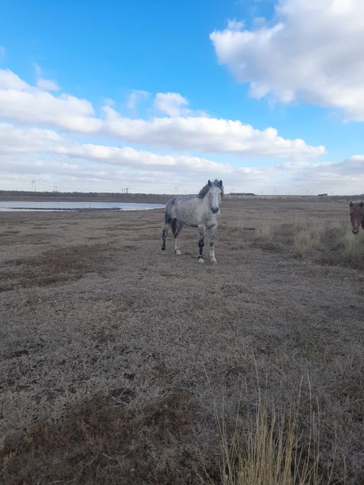 Продаётся жеребец 7 лет