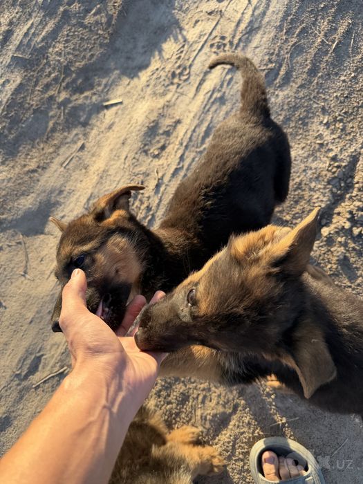 Zoti toza nemis ovcharka 3ta kuchuk erkagi bor 2oylik boldi
