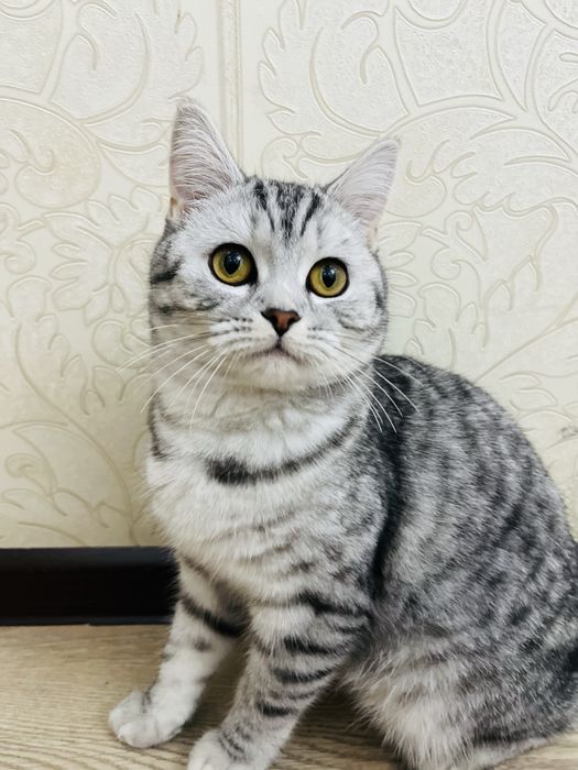 Отдаю породистую кошку бесплатно