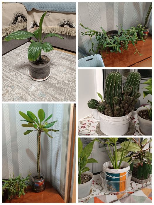 Продам комнатные растения