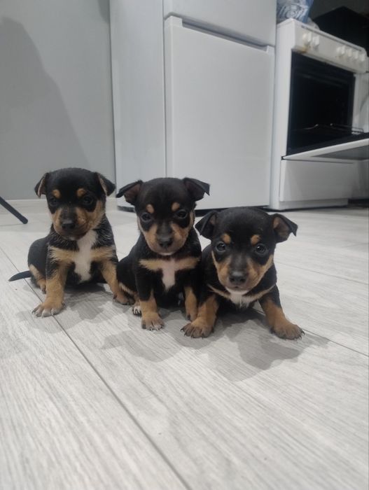 Пинчер 2 мъжки (стандартни)