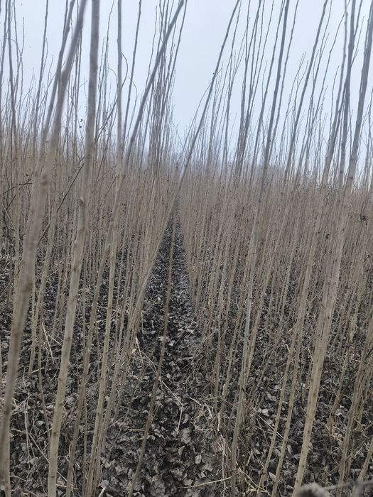 Терак кўчат. Terak ko‘chat