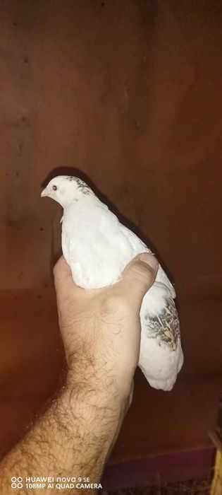 пъдпъдъци за яйца