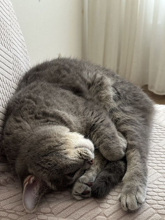 Кошка в добрые руки