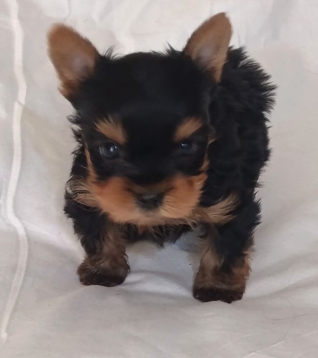 Мини мальчик Йоркширский терьер