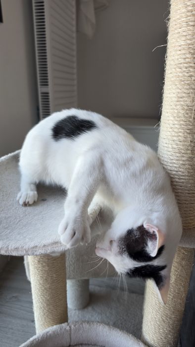 Adopție - Pisicuță iubitoare își caută familie