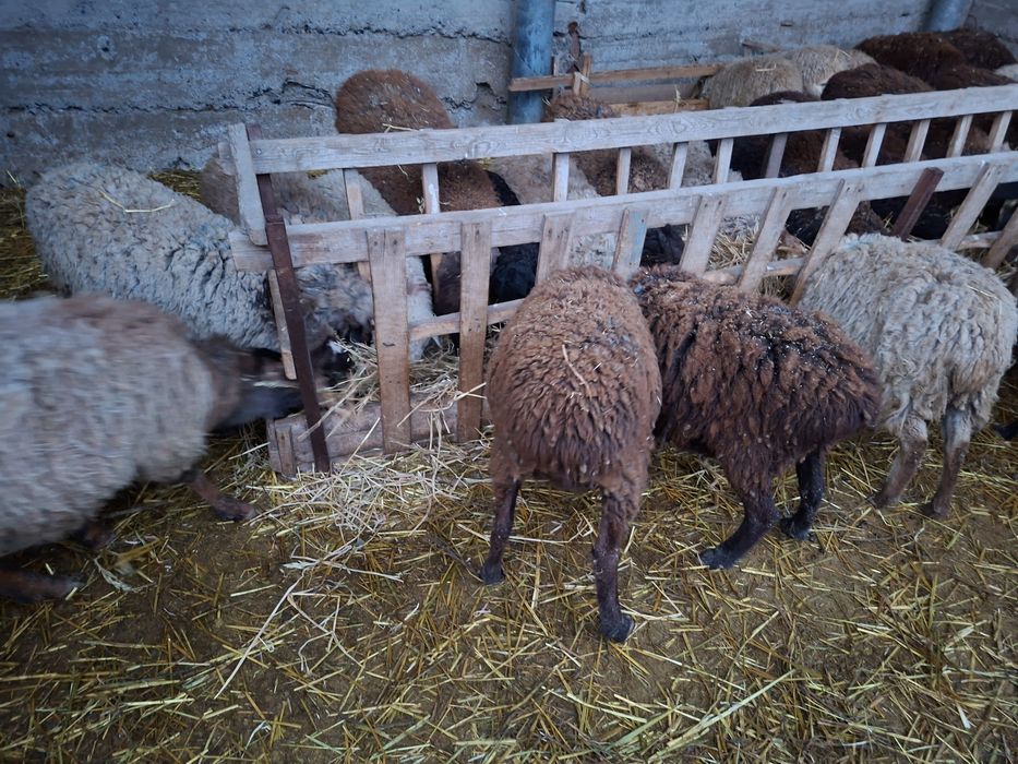 Продам котных  баран !!