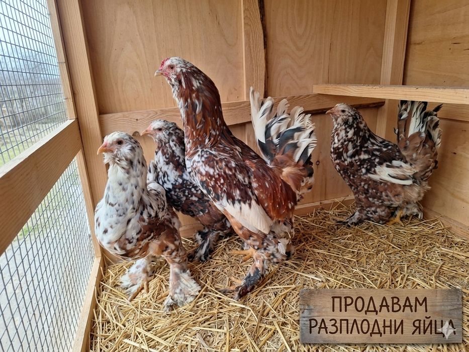 Продавам разплодни яйца от Югозападен Стандарт