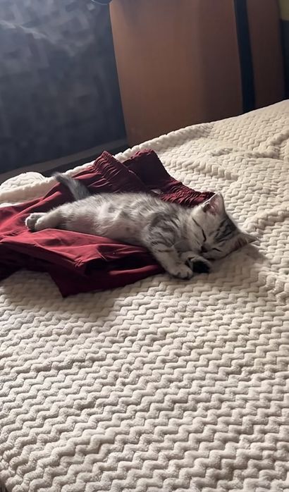 Британские котята