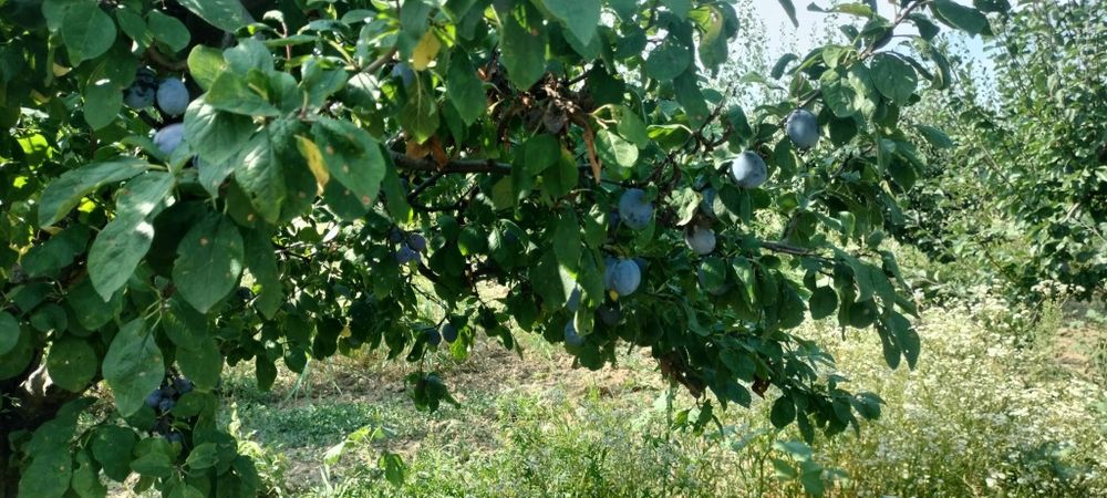 Prune de vanzare