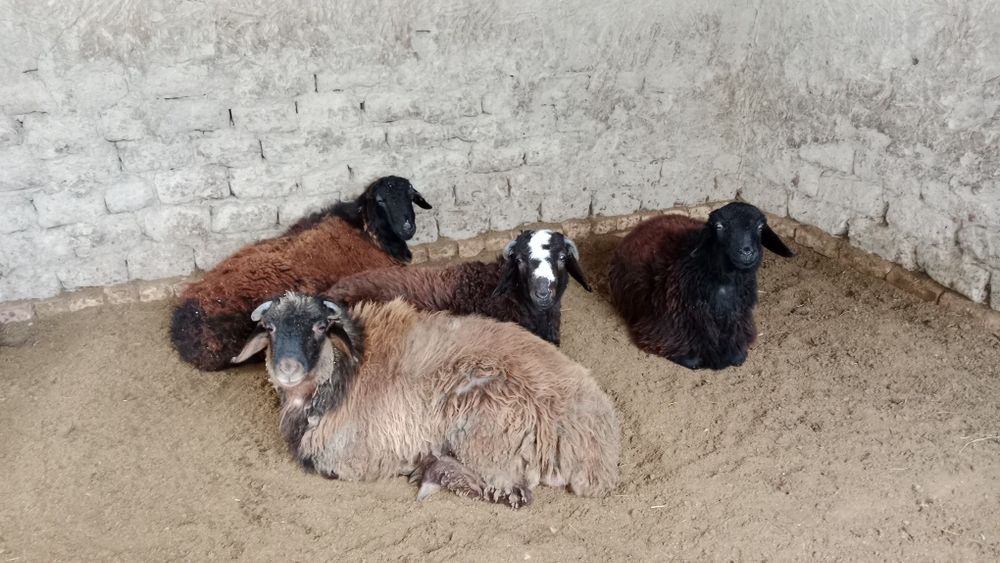 Navoiy Qo'chqorlar sotiladi. Suyib ham beriladi.