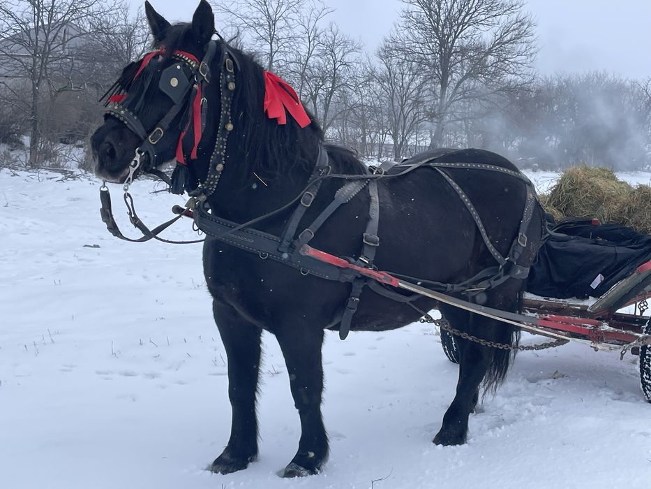 Iapa linia fitero cu ștant 7 ani