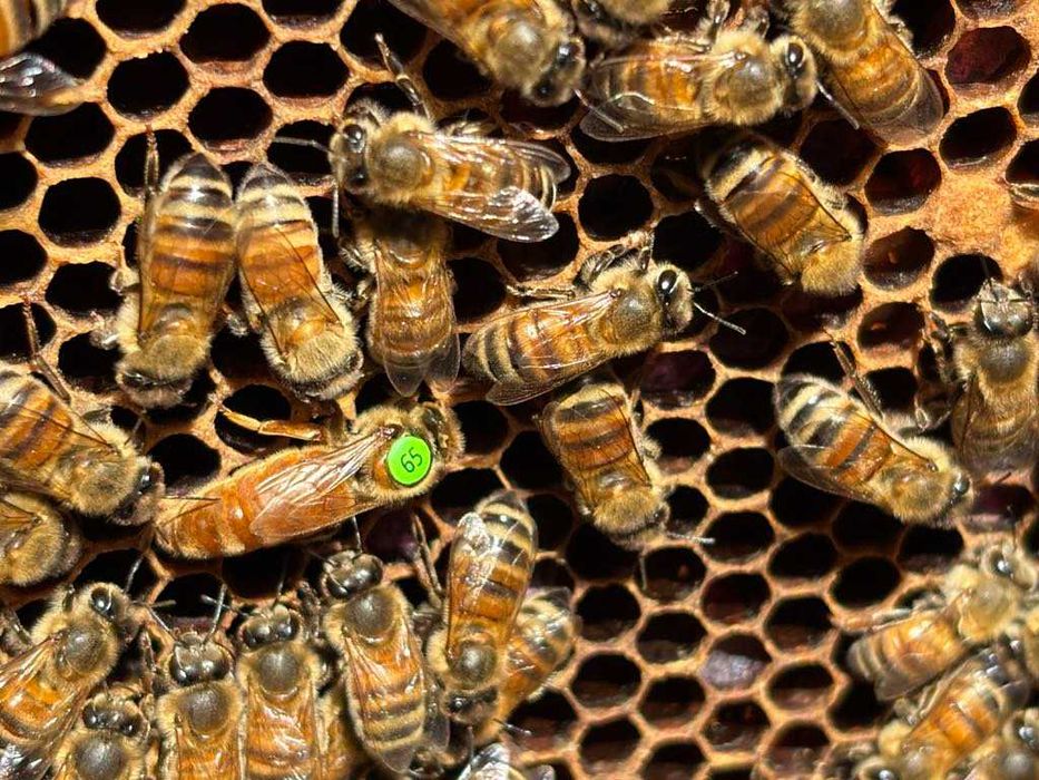 Matci carnica si buckfast imperecheate.